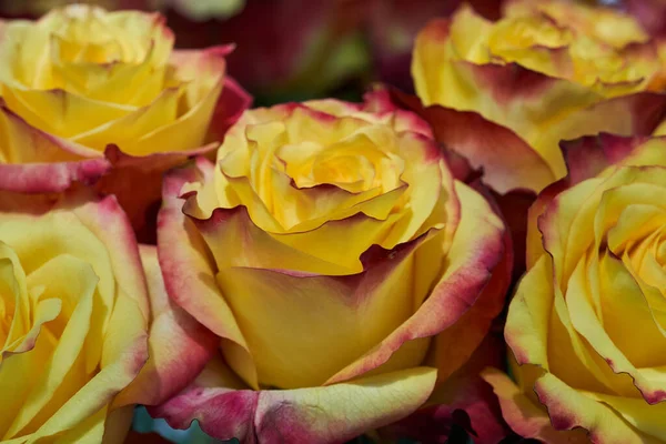 Disposizione Floreale Con Varie Rose Colorate Mercato Giardinaggio Fiori — Foto Stock