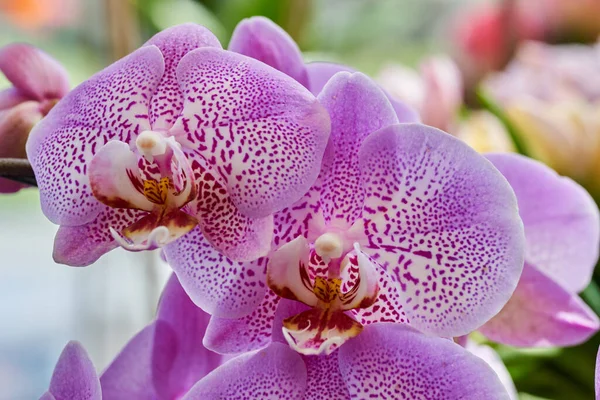Primer Plano Orquídeas Coloridas Como Plantas Casa Maceta —  Fotos de Stock