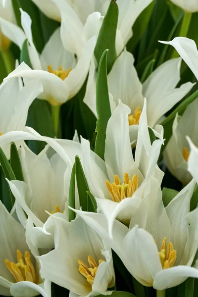 Closeup White Tulips Garden Farmers Market Freshly Picked — Stock Photo, Image