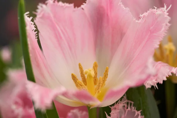 Fechar Tulipas Vermelhas Cor Rosa Mercado Horticultores Recém Colhidas — Fotografia de Stock