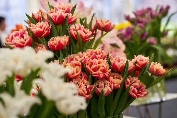 Closeup Pink Red Tulips Garden Farmers Market Freshly Picked — Stock Photo, Image