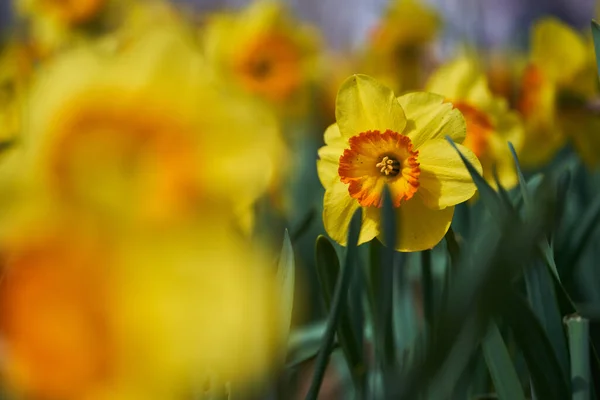 Closeup Daffodil Flowers Outdoor Park — стоковое фото