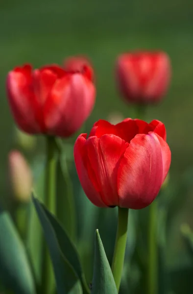 Nahaufnahme Verschiedener Tulpenblumen Blumenarrangements Park — Stockfoto