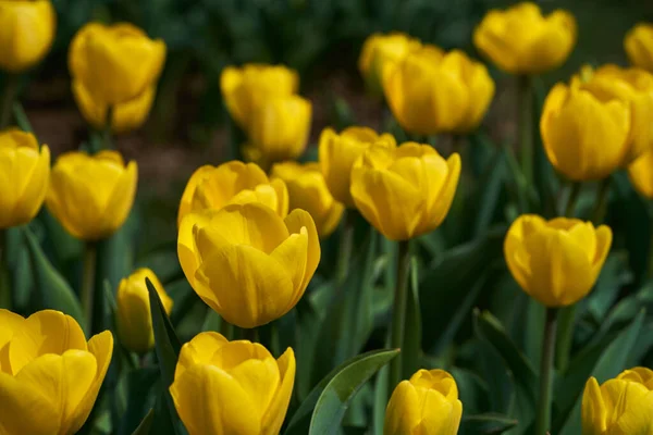 Primer Plano Varias Flores Tulipán Arreglos Florales Parque —  Fotos de Stock