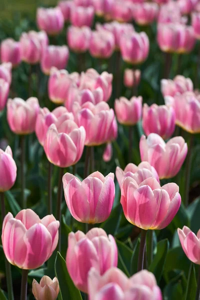 Close Várias Flores Tulipa Arranjos Florais Parque — Fotografia de Stock