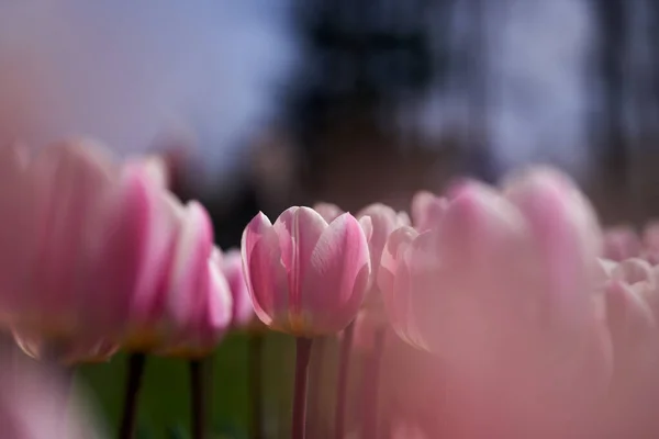 Nahaufnahme Verschiedener Tulpenblumen Blumenarrangements Park — Stockfoto