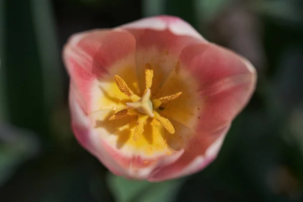 Close Várias Flores Tulipa Arranjos Florais Parque — Fotografia de Stock