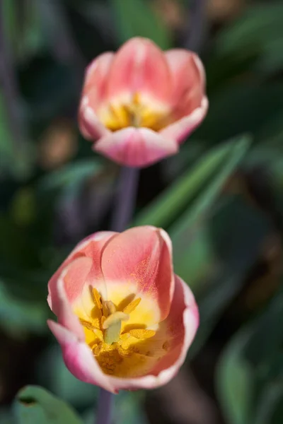 Parktaki Çiçek Aranjmanlarında Çeşitli Lale Çiçeklerine Yakın Çekim — Stok fotoğraf