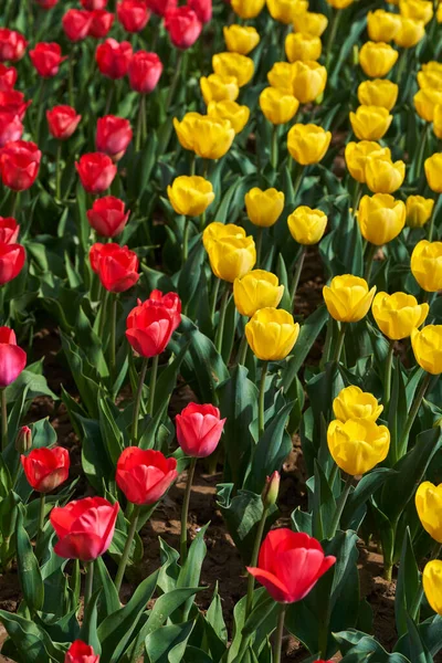 Gros Plan Diverses Fleurs Tulipes Arrangements Floraux Dans Parc — Photo