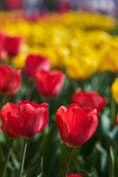 Closeup Various Tulip Flowers Floral Arrangements Park — Stock Photo, Image