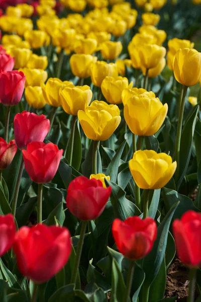 Close Várias Flores Tulipa Arranjos Florais Parque — Fotografia de Stock