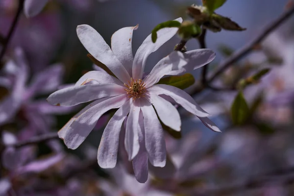 Closeup Magnolia Flower Full Bloom — Stock Photo, Image