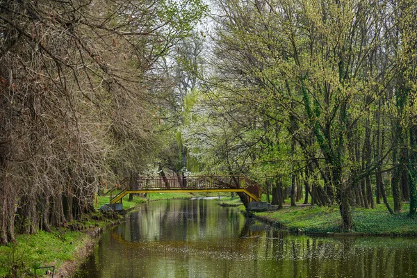 公園で夏 水と風景 橋と柳 — ストック写真