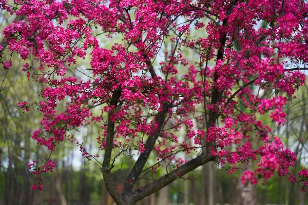 Blommande Träd Med Rosa Röda Blommor Parken — Stockfoto