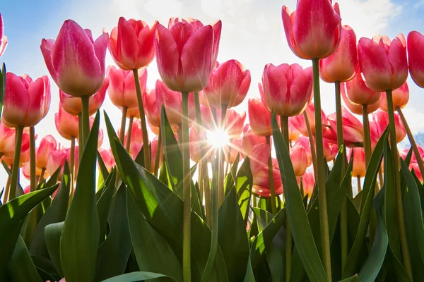 Primer Plano Varias Flores Tulipán Arreglos Florales Parque —  Fotos de Stock