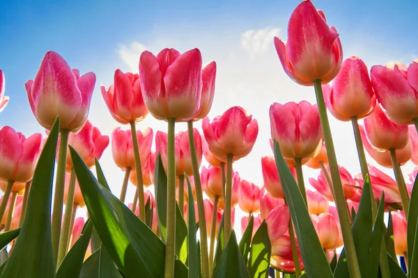 Close Várias Flores Tulipa Arranjos Florais Parque — Fotografia de Stock