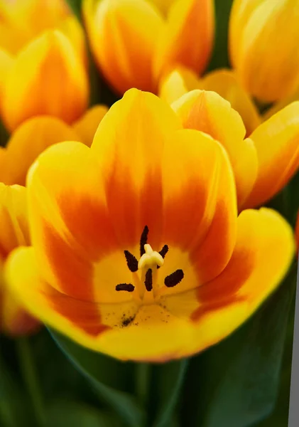 Zbliżenie Różnych Kwiatów Tulipanów Kwiatowych Kompozycji Parku — Zdjęcie stockowe
