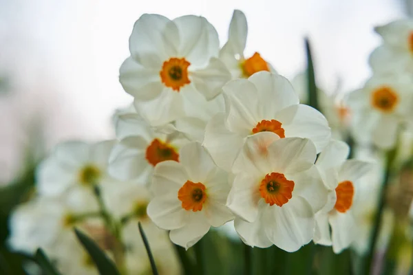 Closeup Daffodil Flowers Outdoor Park — Stock Photo, Image