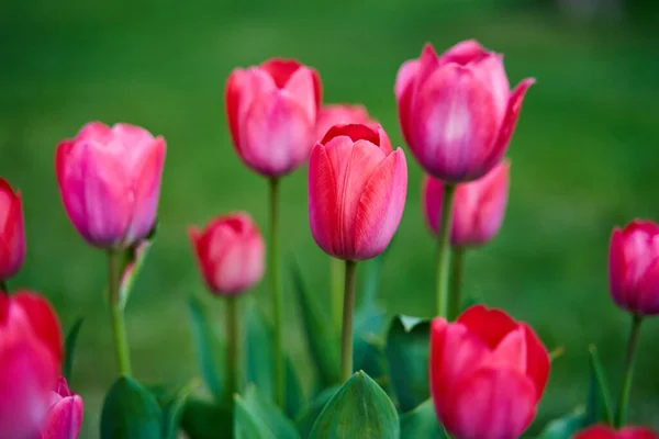 Close Várias Flores Tulipa Arranjos Florais Parque — Fotografia de Stock