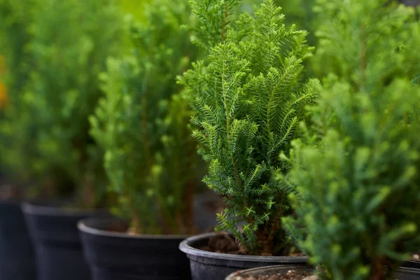 Pinos Maceta Como Plantas Ornamentales Floristería Imagen De Stock