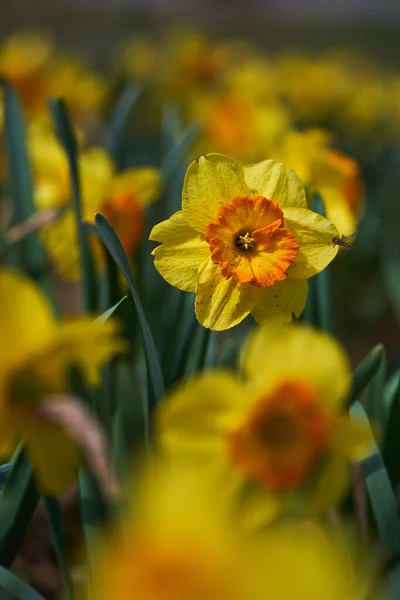 Primer Plano Flores Narciso Aire Libre Parque Imagen de stock