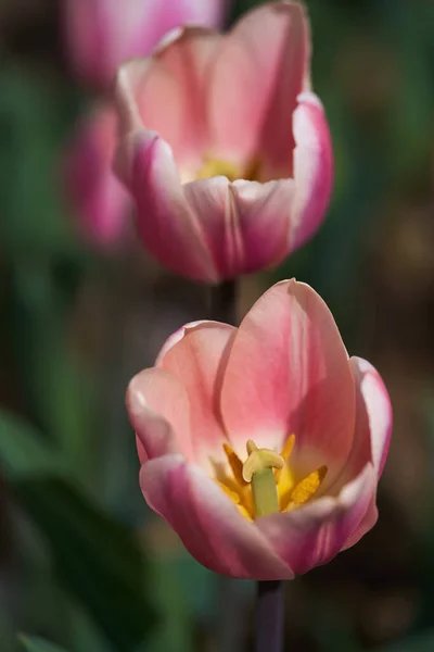 Primer Plano Varias Flores Tulipán Arreglos Florales Parque Fotos de stock libres de derechos
