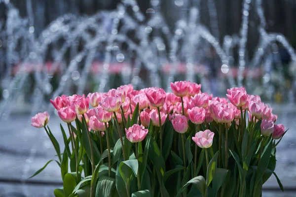 Close Várias Flores Tulipa Arranjos Florais Parque Fotografia De Stock