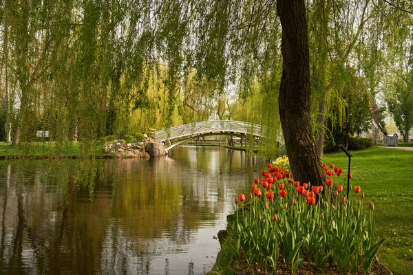 公園で夏 水と風景 橋と柳 ストック写真