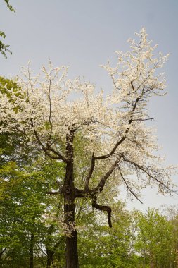 Vahşi kiraz ağacı çiçek açmış, bir sürü küçük çiçekle.
