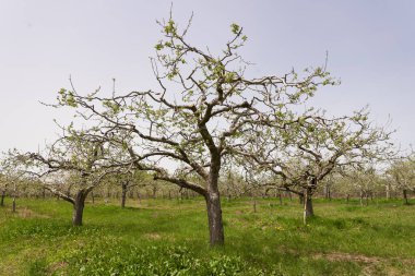 İlkbaharın sonlarında elma ağaçları meyve bahçesinde, çiçek açmaya hazır.