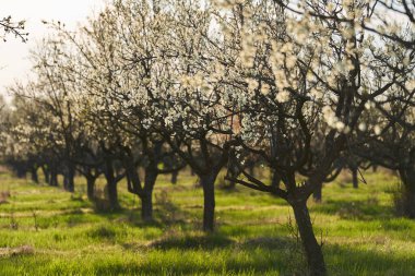 İlkbaharın sonlarında kırsalda açan erik bahçesi.