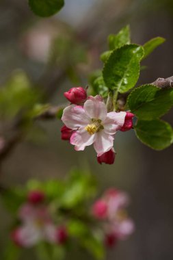 Çiçeklenme mevsiminde pembe kırmızı elma çiçeklerinin yakın çekimi