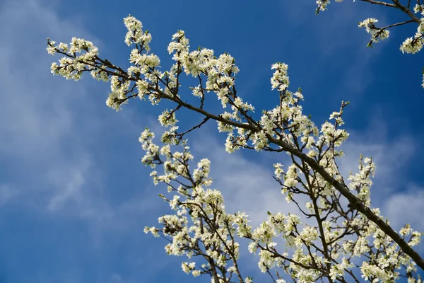 Bloeiende Pruimenboomgaard Het Late Voorjaar Vroege Zomer Het Platteland — Stockfoto