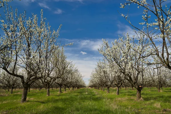 Blooming Plum Orchard Late Spring Early Summer Countryside — Stock Fotó