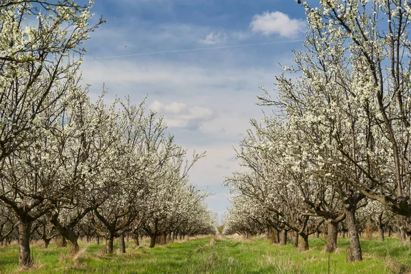 Blooming Plum Orchard Late Spring Early Summer Countryside — Zdjęcie stockowe