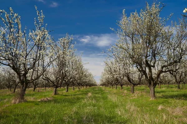 Floreciente Huerto Ciruelas Finales Primavera Principios Del Verano Campo —  Fotos de Stock