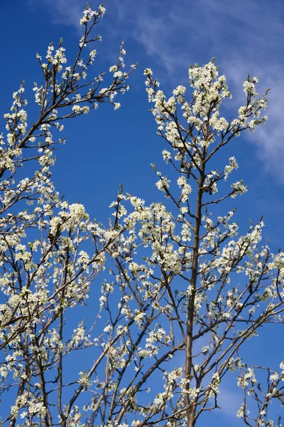 Blühender Zwetschgengarten Späten Frühling Frühsommer Auf Dem Land — Stockfoto