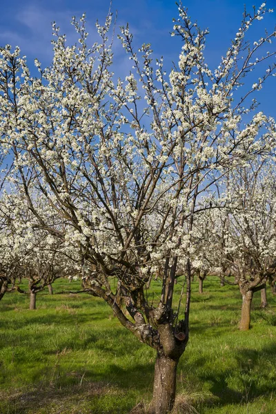 Blooming Plum Orchard Late Spring Early Summer Countryside — Stock Photo, Image