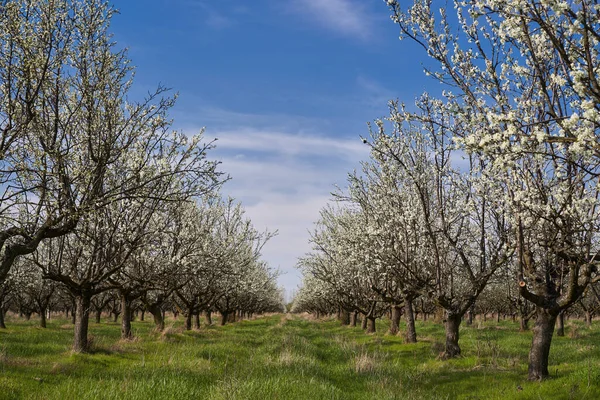 Blooming Plum Orchard Late Spring Early Summer Countryside — Zdjęcie stockowe