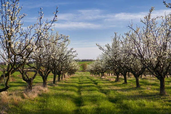 Blooming Plum Orchard Late Spring Early Summer Countryside — Zdjęcie stockowe