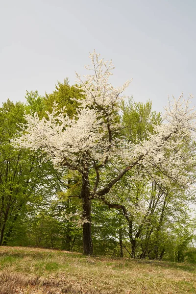 Wildkirschbaum Voller Blüte Mit Vielen Winzigen Blüten — Stockfoto