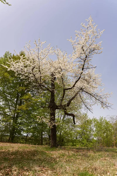 Wild Cherry Tree Full Bloom Lots Tiny Flowers — Foto de Stock