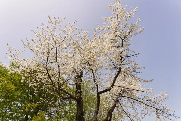 Wild Cherry Tree Full Bloom Lots Tiny Flowers — Stock Photo, Image