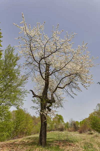 Divoká Třešeň Plném Květu Spoustou Drobných Květů — Stock fotografie