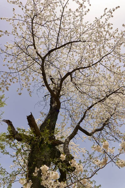 Wild Cherry Tree Full Bloom Lots Tiny Flowers — Stock Fotó