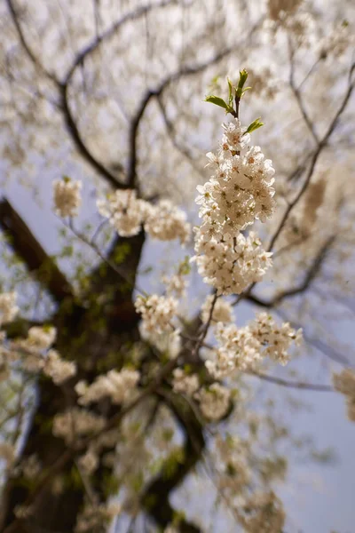 Wildkirschbaum Voller Blüte Mit Vielen Winzigen Blüten — Stockfoto