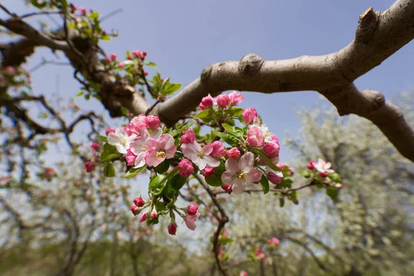Apple Trees Orchard Late Spring Early Summer Ready Bloom — Stock Photo, Image