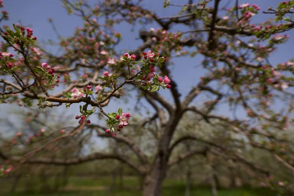 Apple Trees Orchard Late Spring Early Summer Ready Bloom — Fotografia de Stock