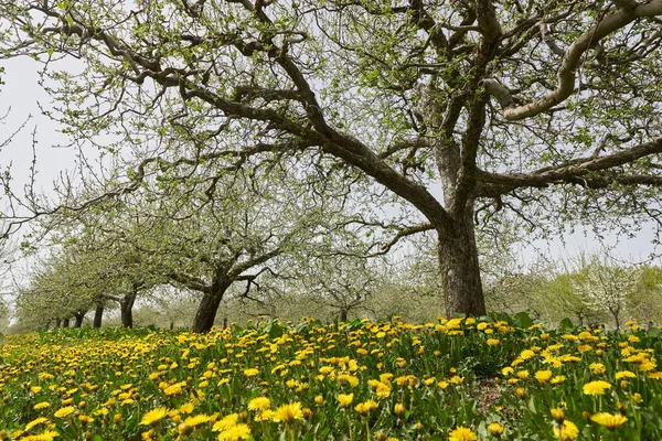 Pomar Árvores Maçã Final Primavera Início Verão Pronto Para Florescer — Fotografia de Stock