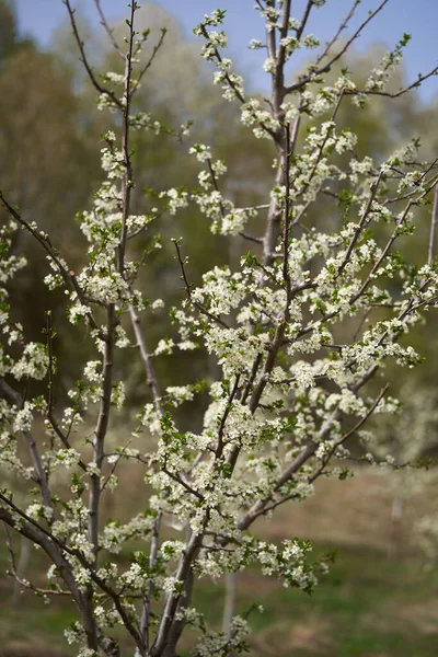 Bloeiende Pruimenboomgaard Het Platteland — Stockfoto